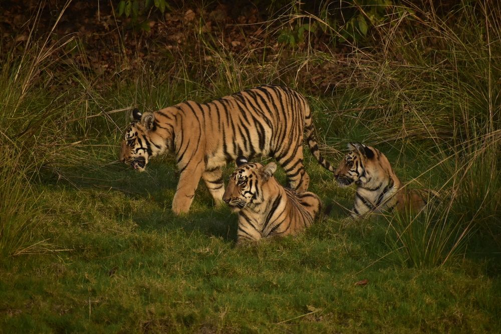 W tigress cubs