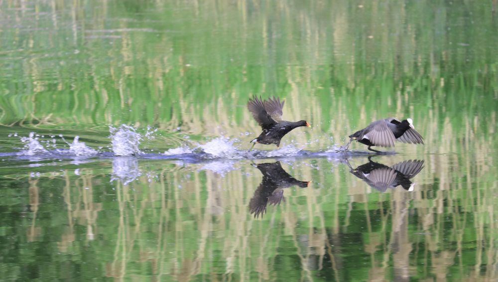 Погоня: камышница отгоняет лысуху от своего гнезда