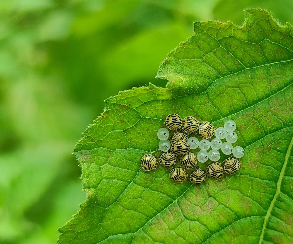 Photograph by Sayan Bhattacharya