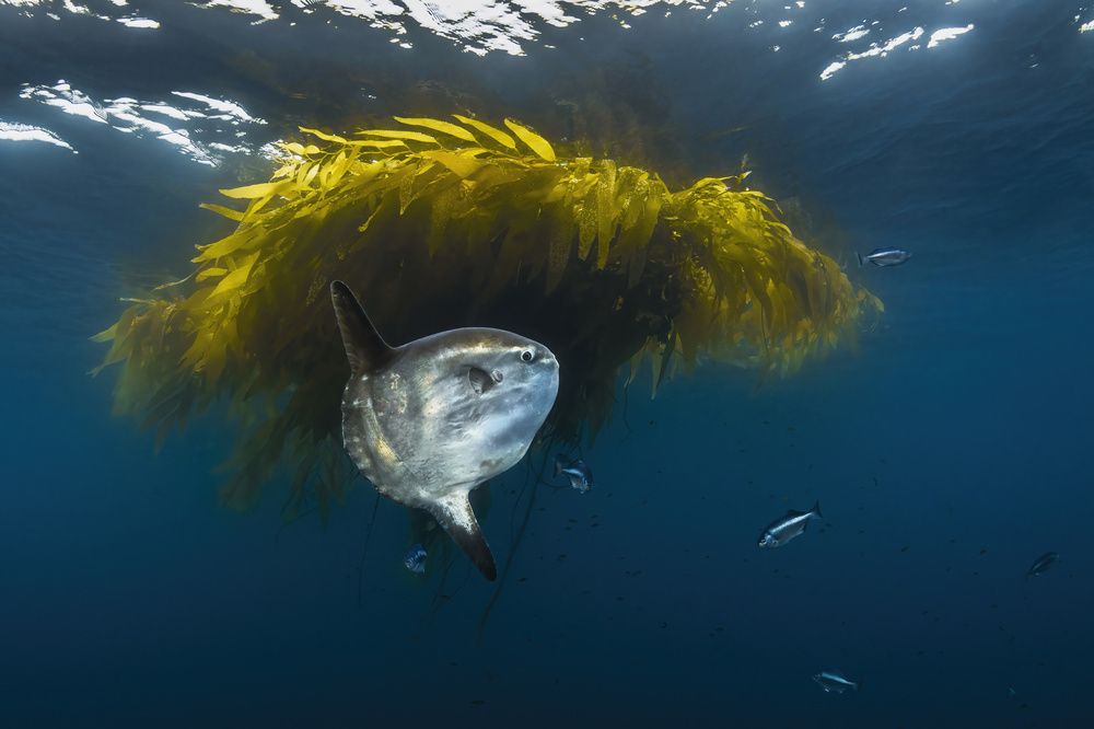 Pelagic Mola Mola Cleaning Station