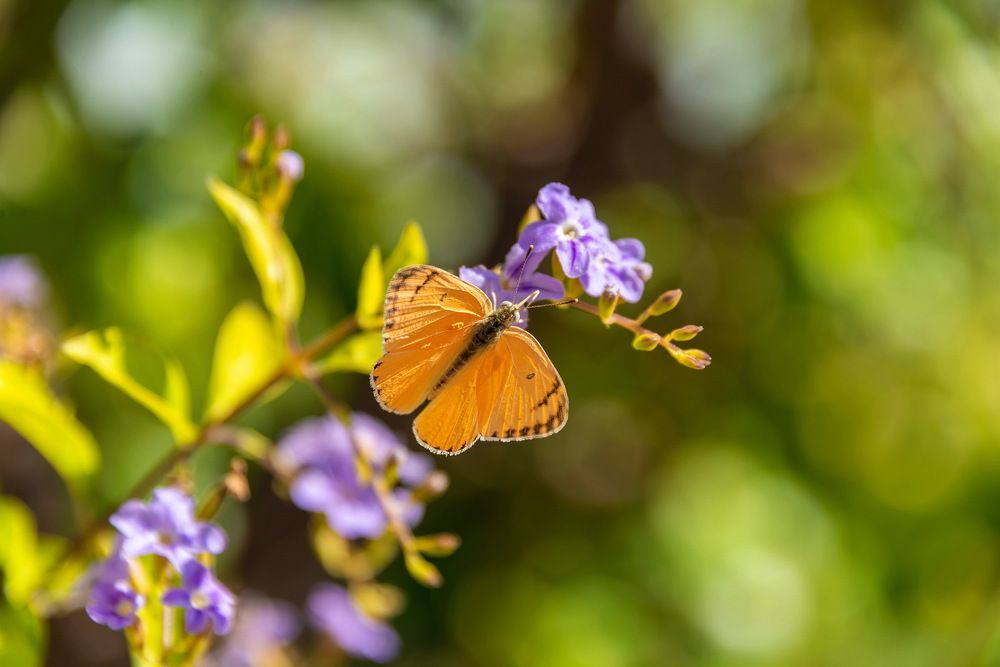 Photograph by Vladimir Bragilevsky