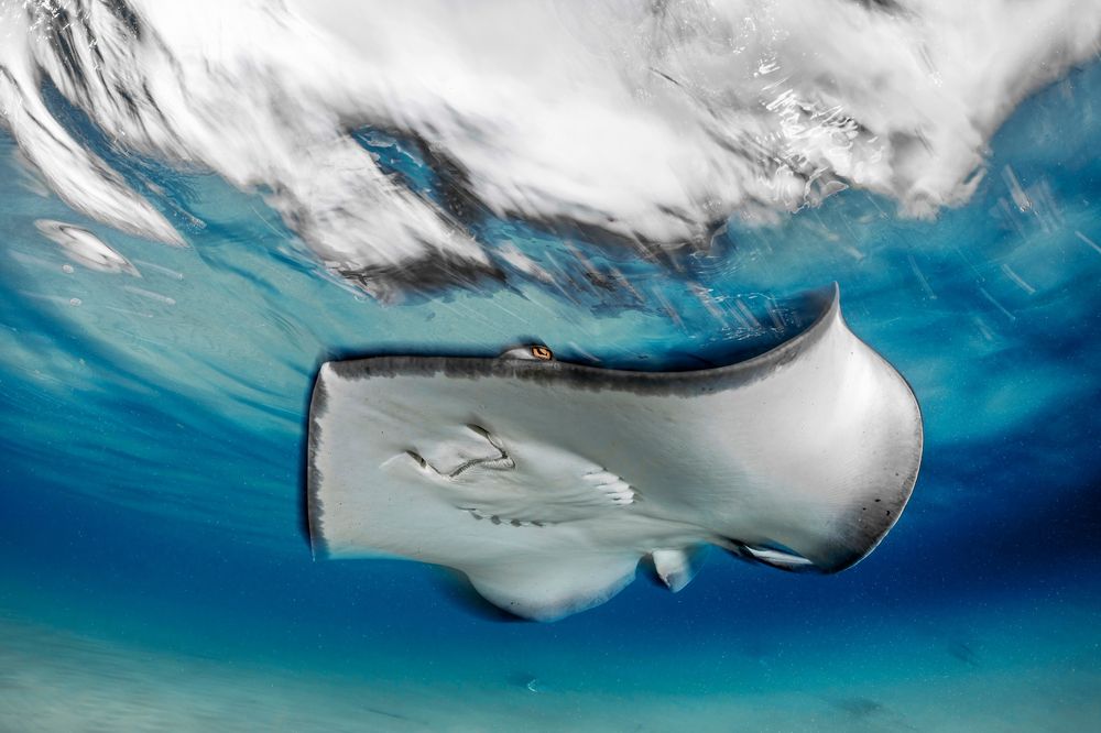 Grace Beneath the Waves