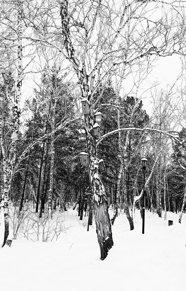 Photograph by Дегтярёв Геннадий Викторович