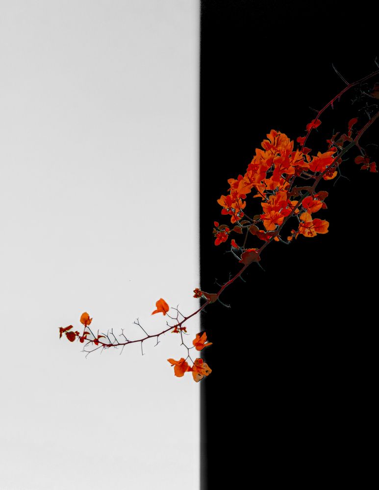 Photograph by Kareem Abo el magd