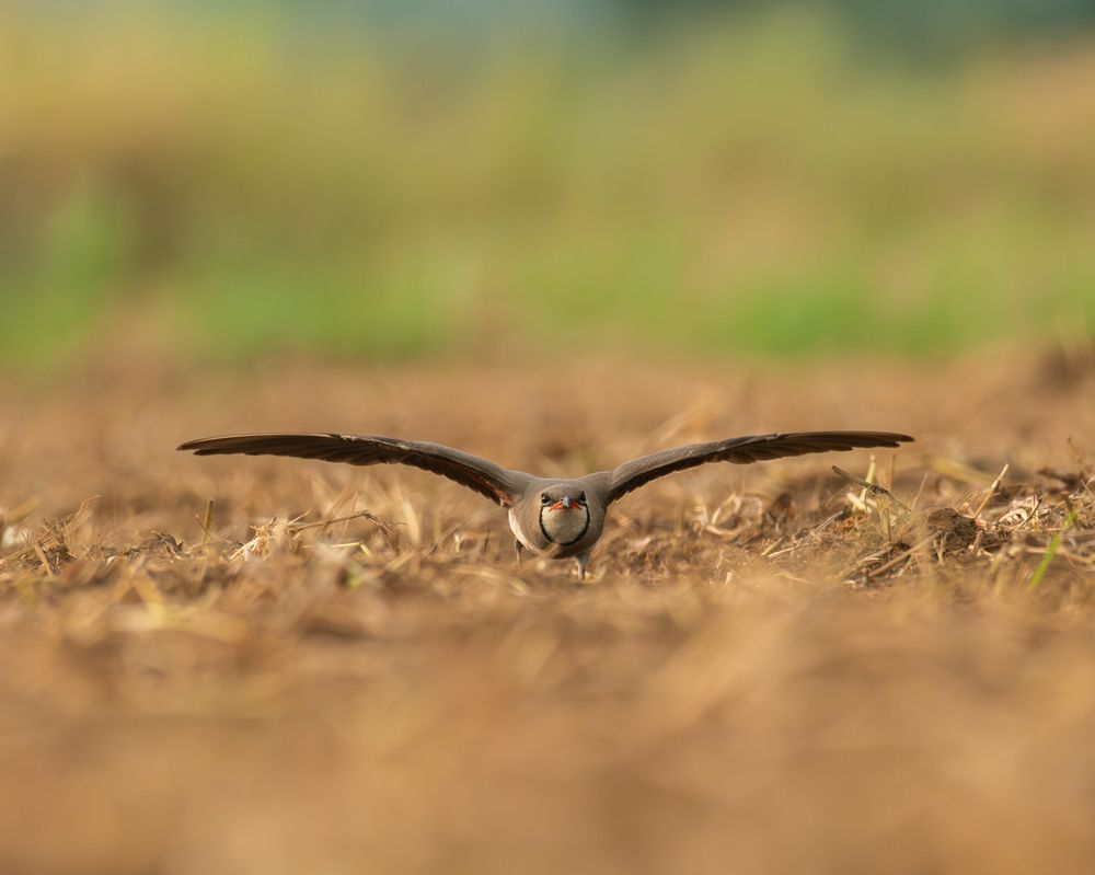 Фотография автора Anandhu M