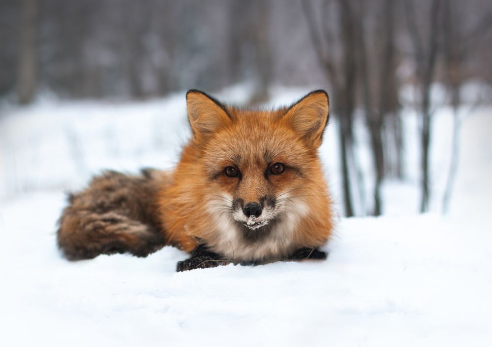 Photograph by Елена Иванова