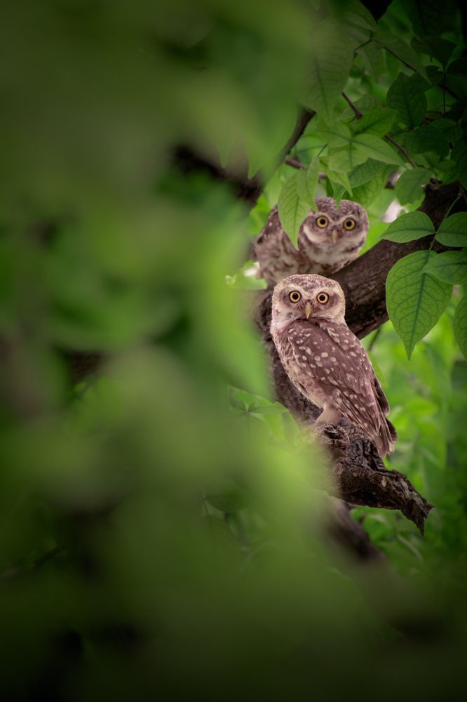 Photograph by Abhishek maurya