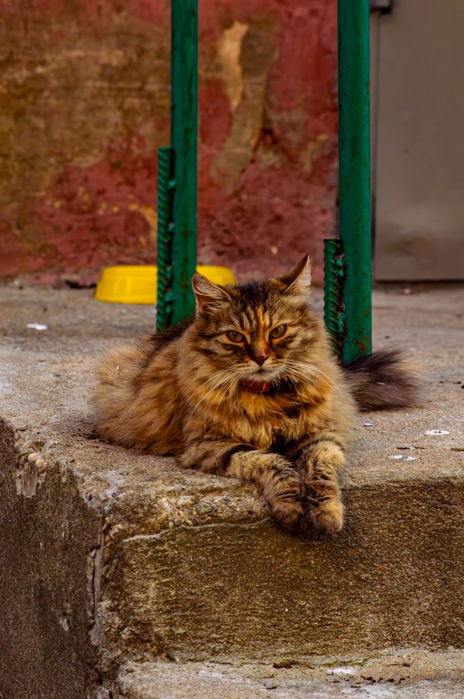 Фотография автора Михаил Михеев