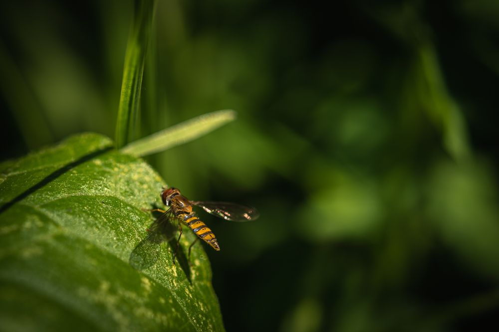 Photograph by Susie Castellano