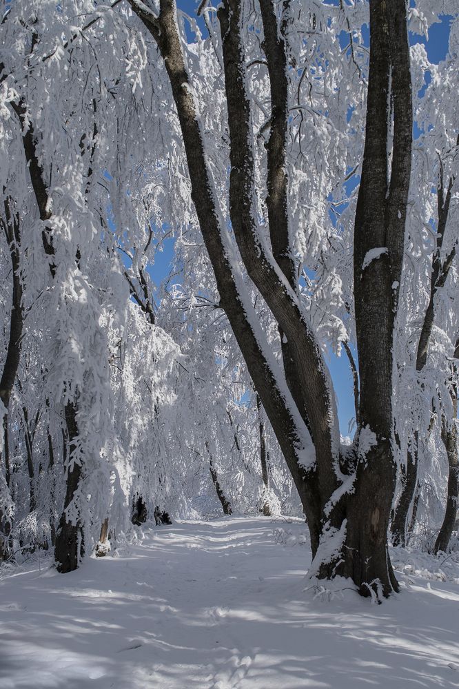 Фотография автора Шипунова Ирина