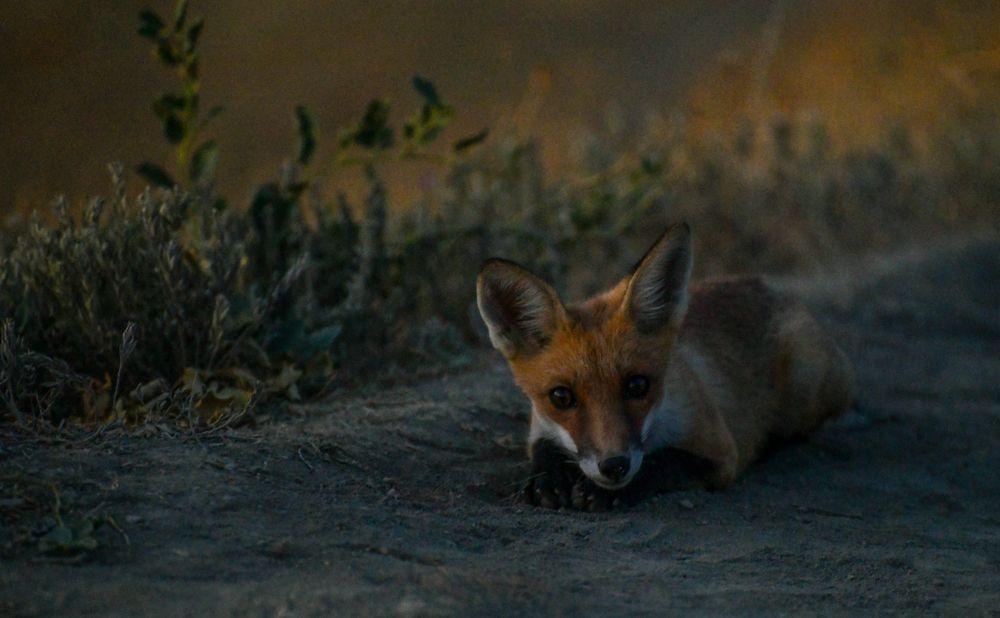 Фотография автора Alexandra Elagina