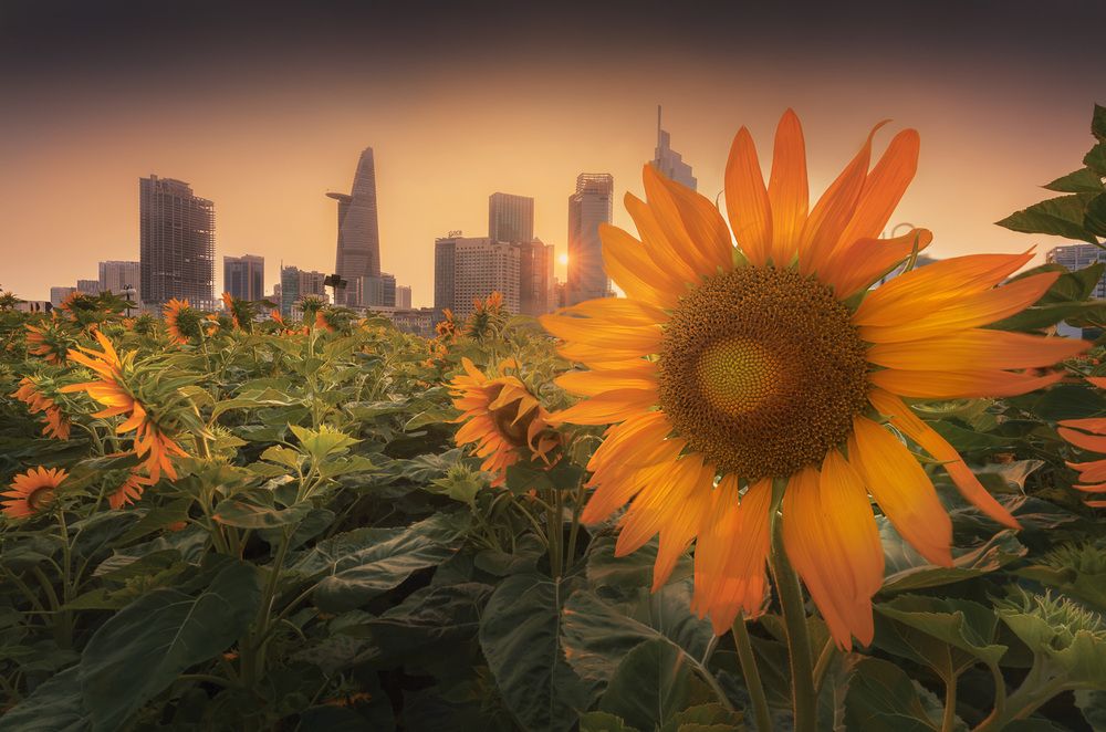 Photograph by Ton Thien