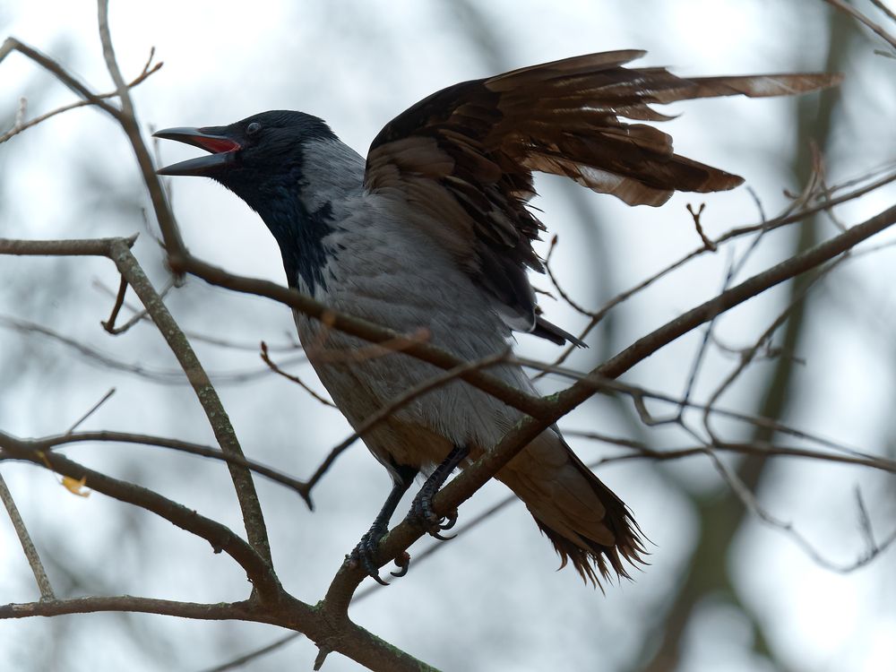 Photograph by Вячеслав Кирьянов