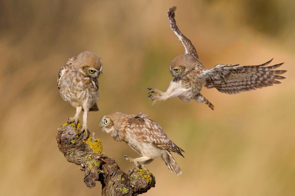 Фотография автора David Manusevich