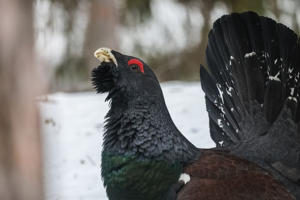 Фотография автора Григорий Борняков