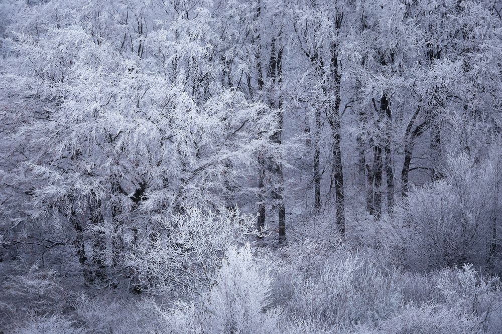 Photograph by  Borislav