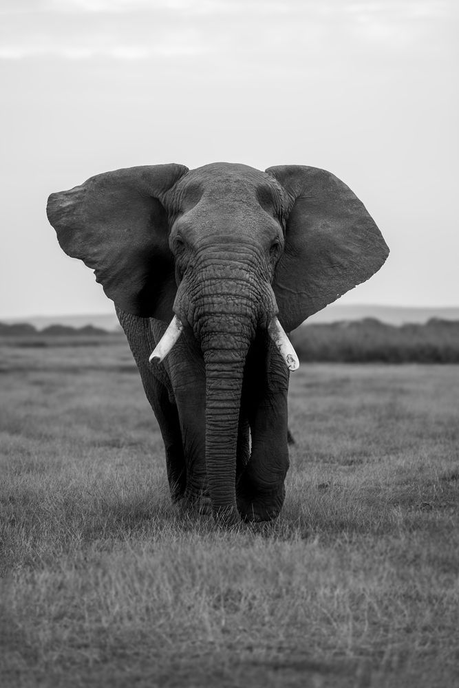 Enduring Cycle of Life