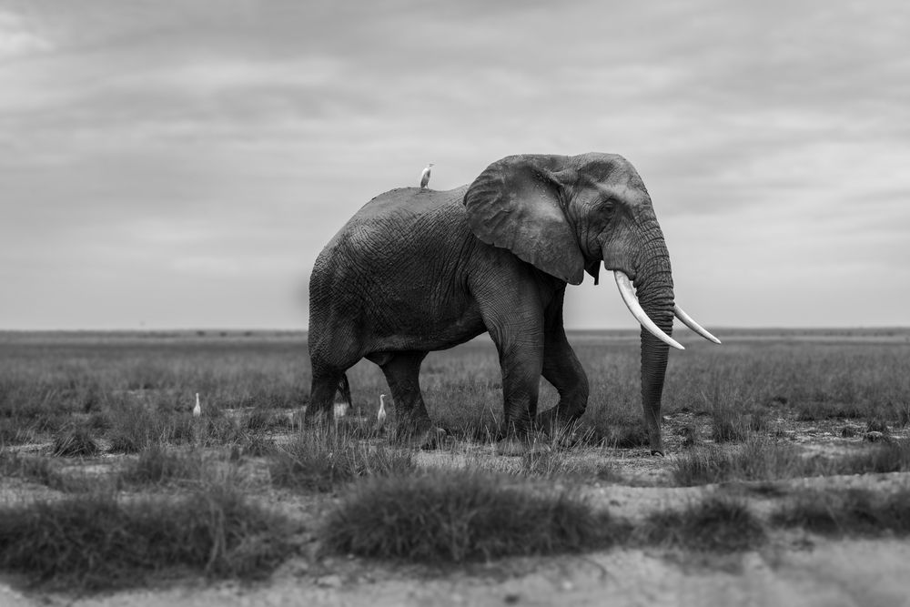 A symphony of Stillness