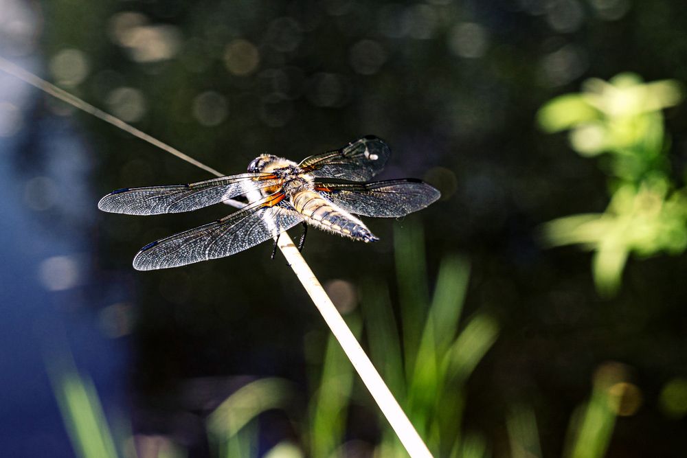 Фотография автора Ольга Лихтарь