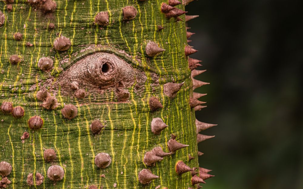 Photograph by Susie Castellano