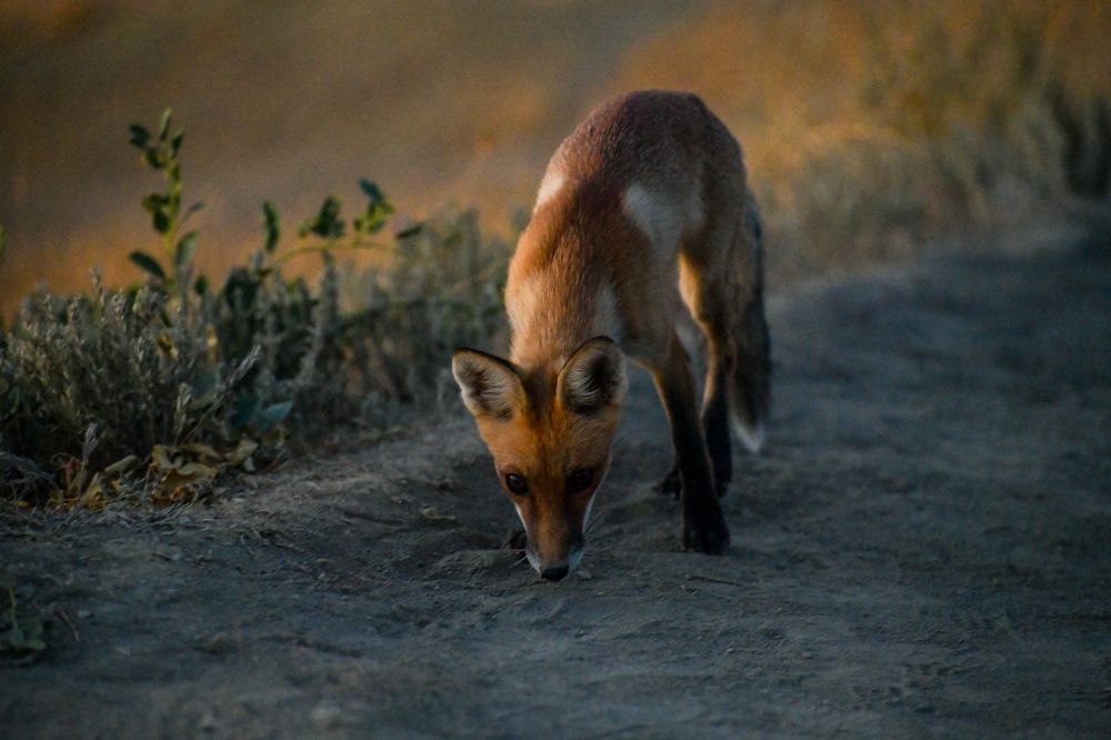 Фотография автора Alexandra Elagina