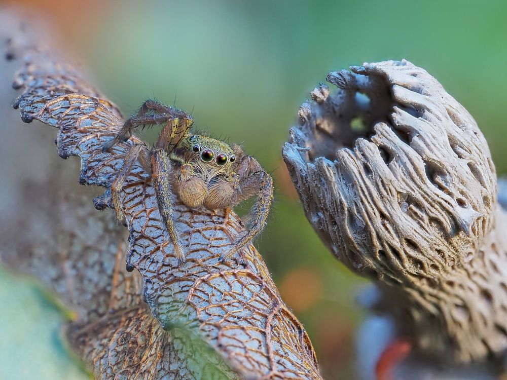 Паук-скакунчик Marpissa radiata