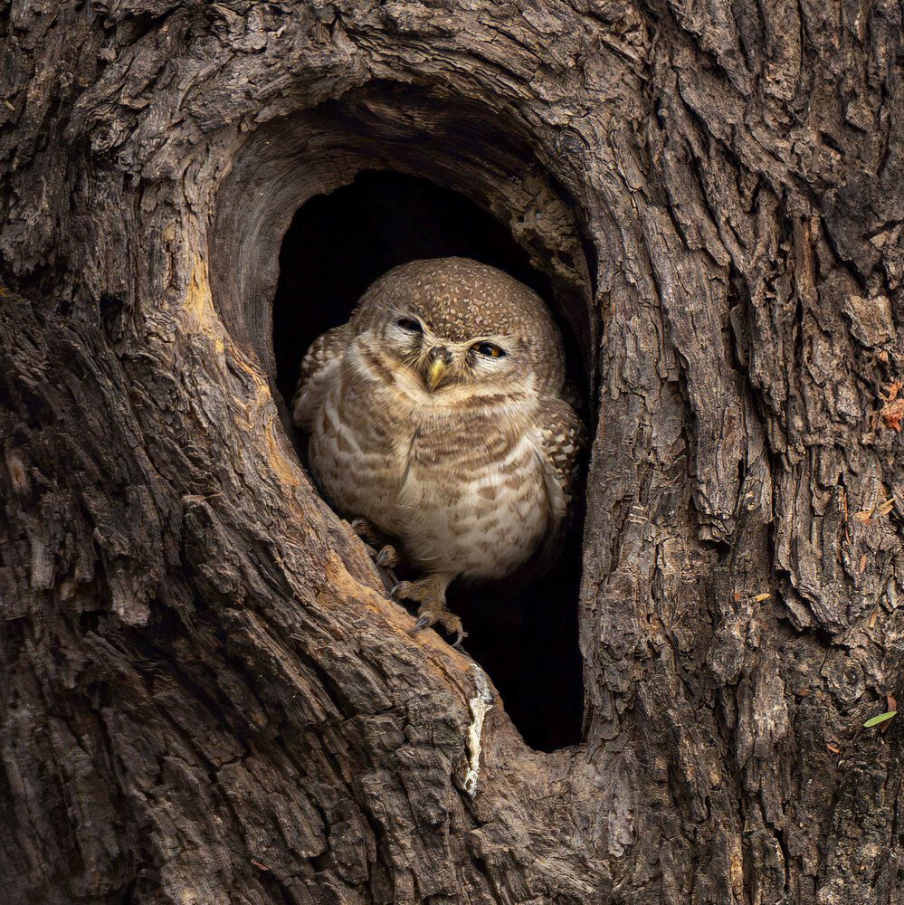 Photograph by Sekhar Kiran Krishanan