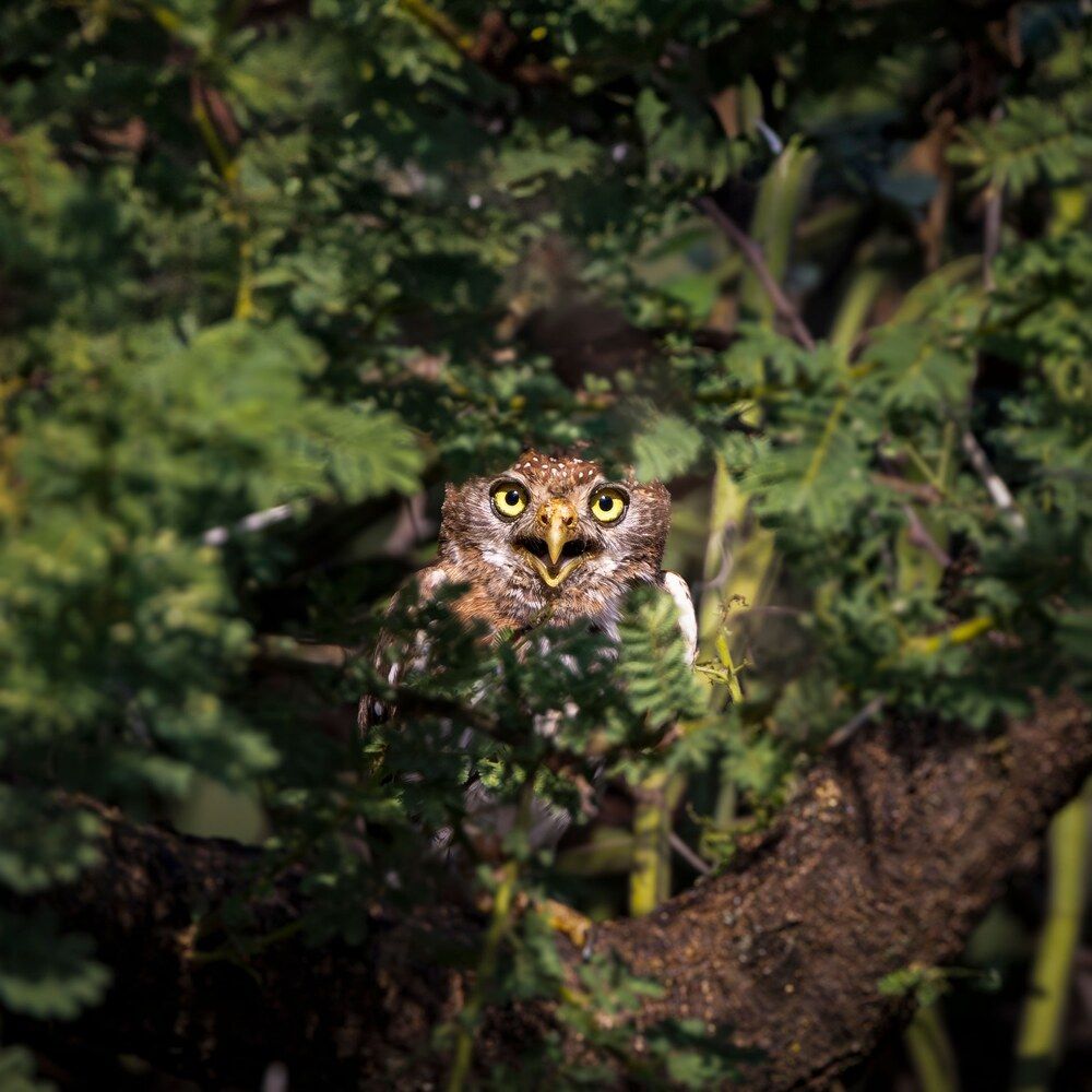 Photograph by Sekhar Kiran Krishanan