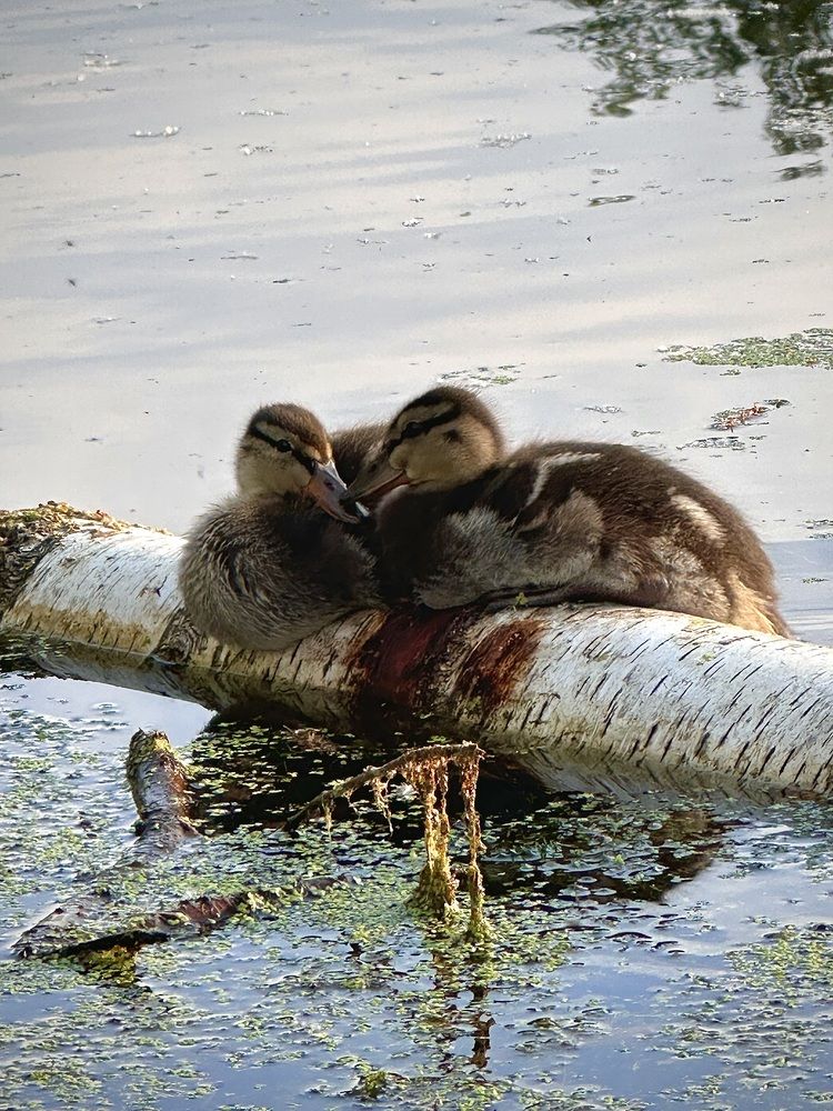 Photograph by Анастасия Рыжакова