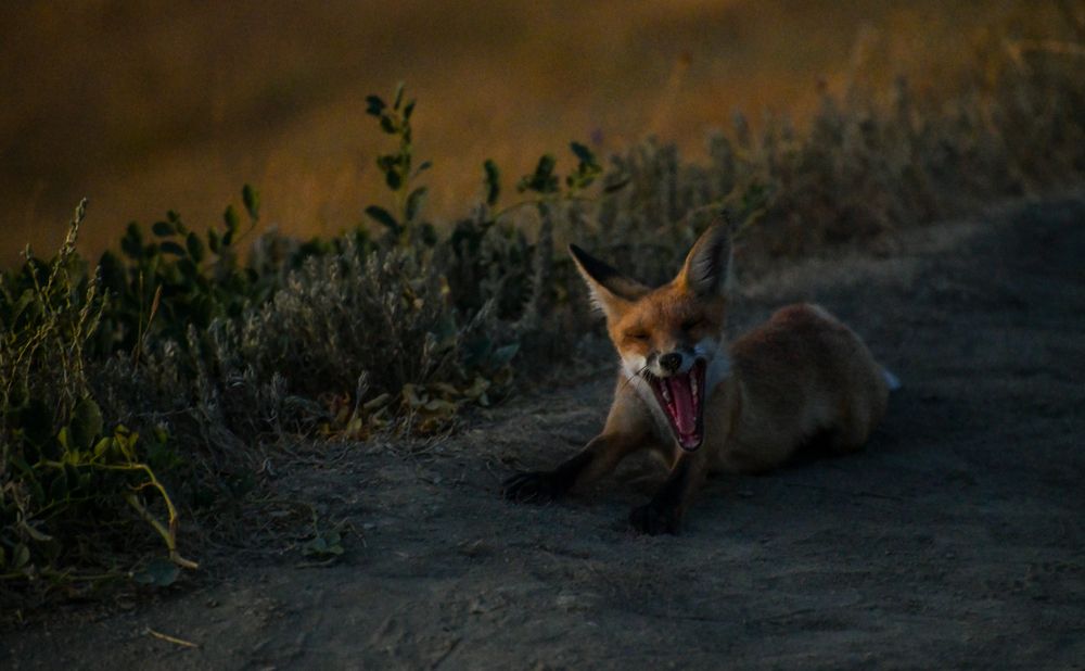 Фотография автора Alexandra Elagina