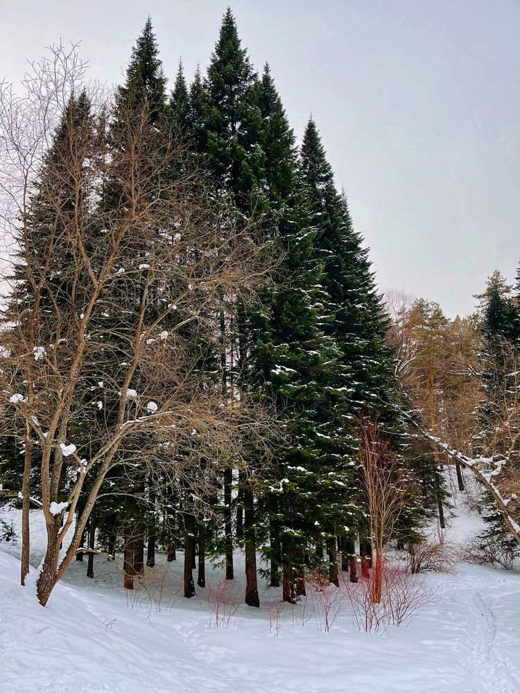 The dream of the winter forest