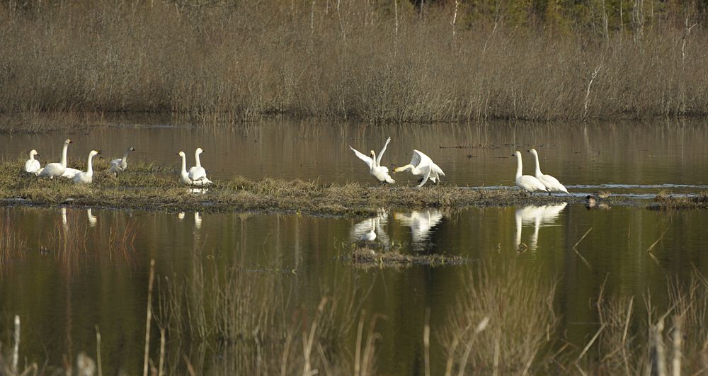Photograph by Геннадий Тикка