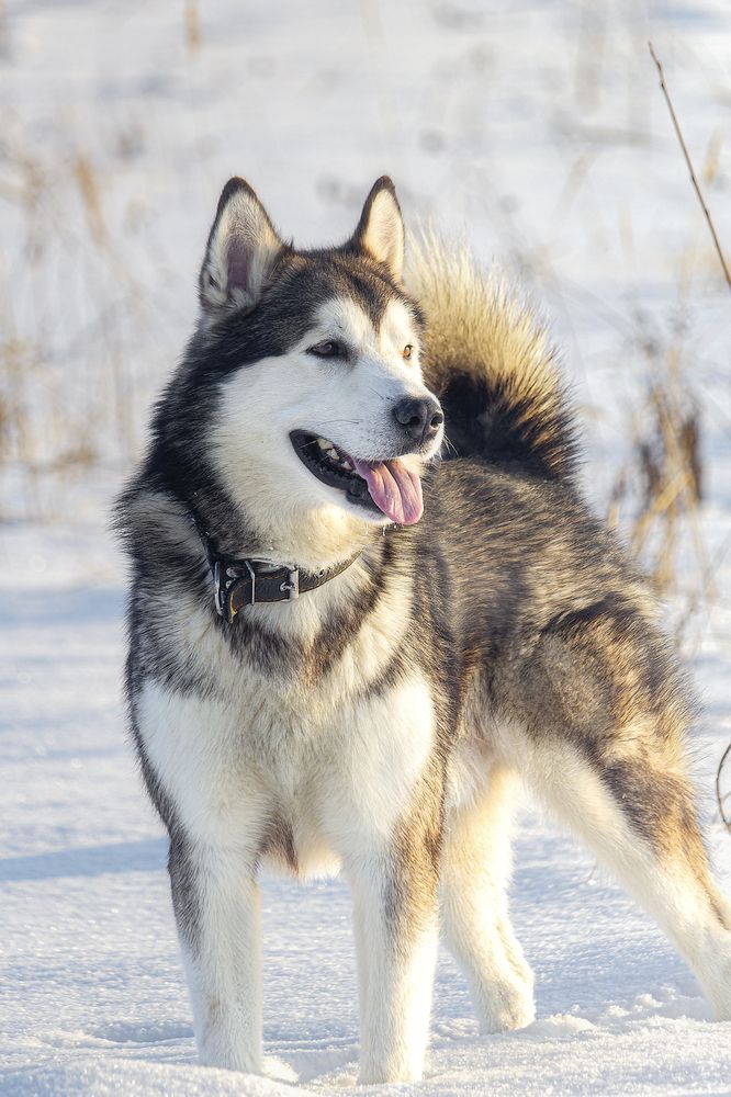 Photograph by Лев Постнов