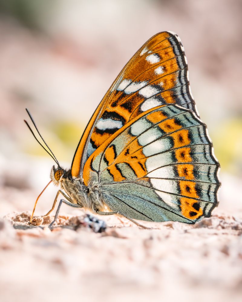 Фотография автора Артур Богородицкий