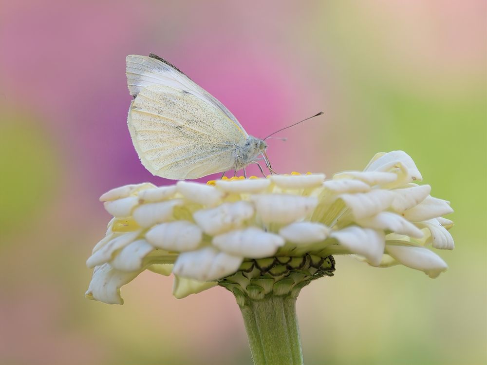 На белом столе цветка
