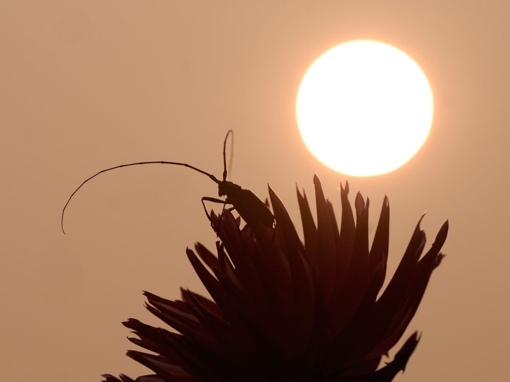 Огонь надвигается