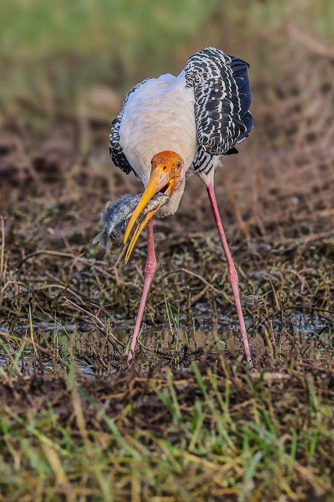 Photograph by Shalini Jain