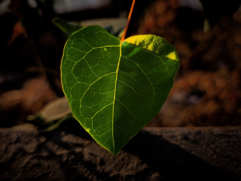 highly detailed leaf