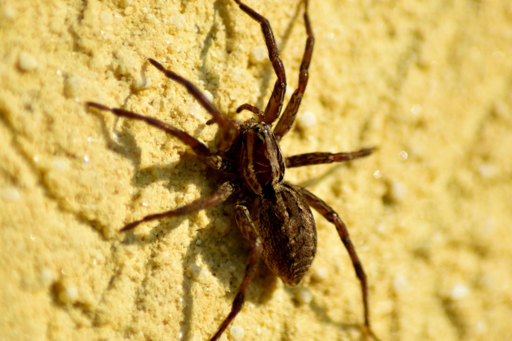 Photograph by Szabó László