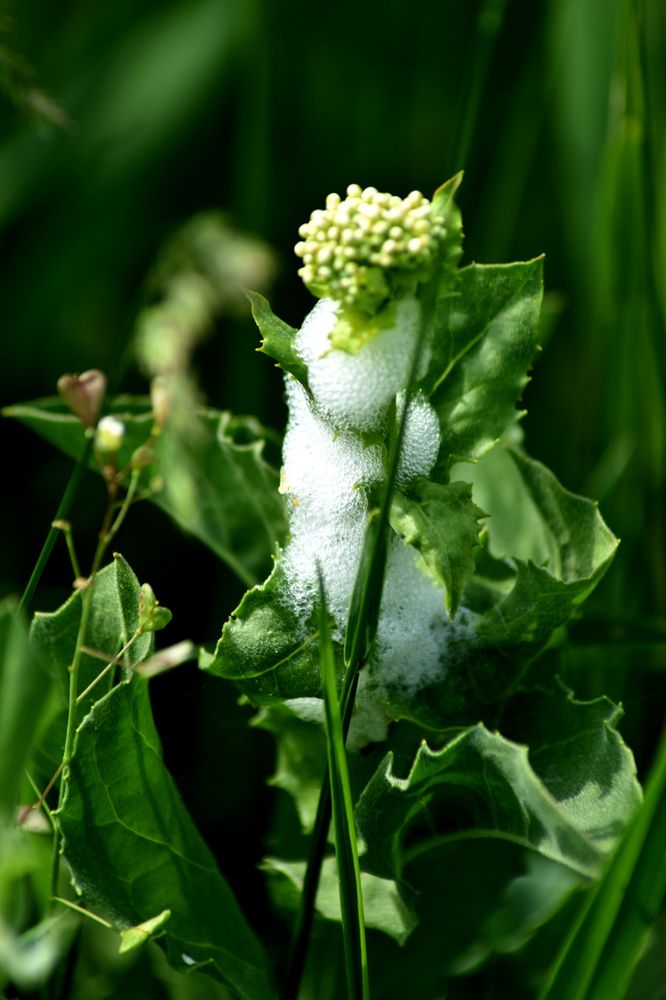 Photograph by Szabó László