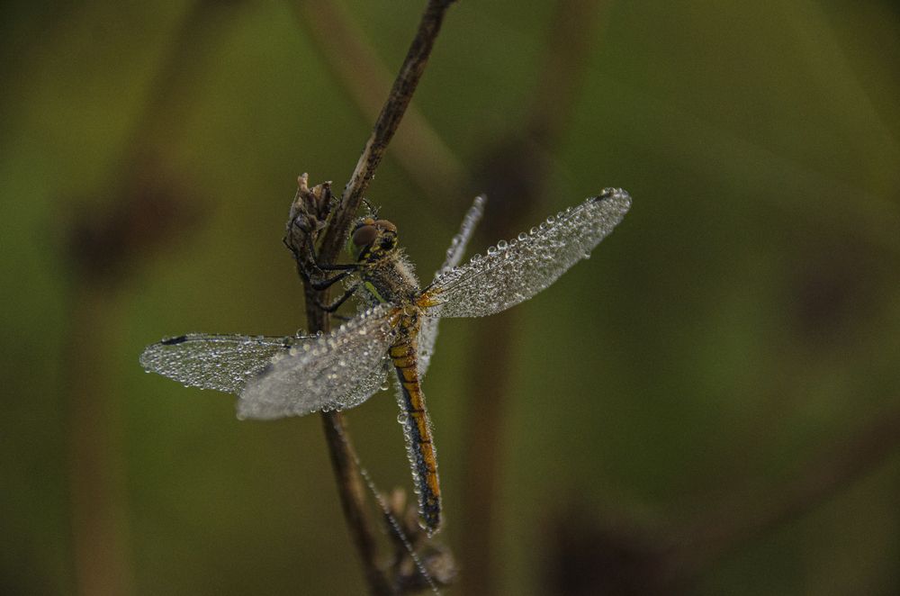 Photograph by Надежда Михайлина