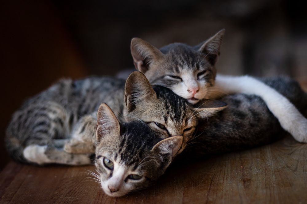 Photograph by Samineh Amel Sayyah