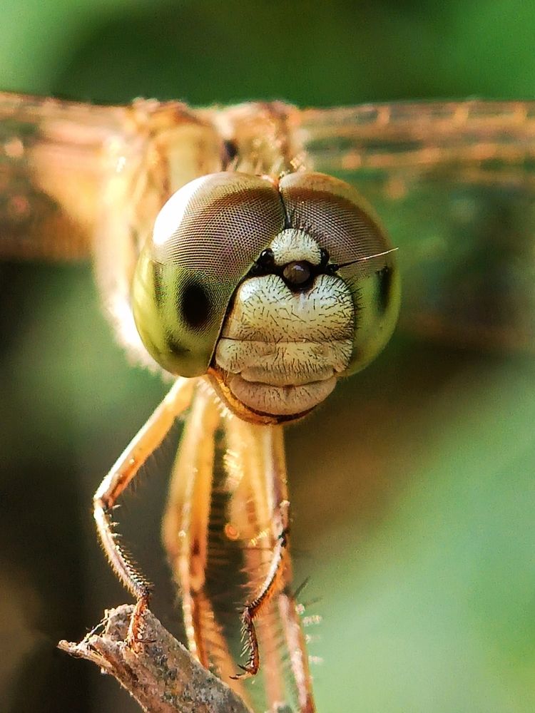 Photograph by Sudeshna Chanda