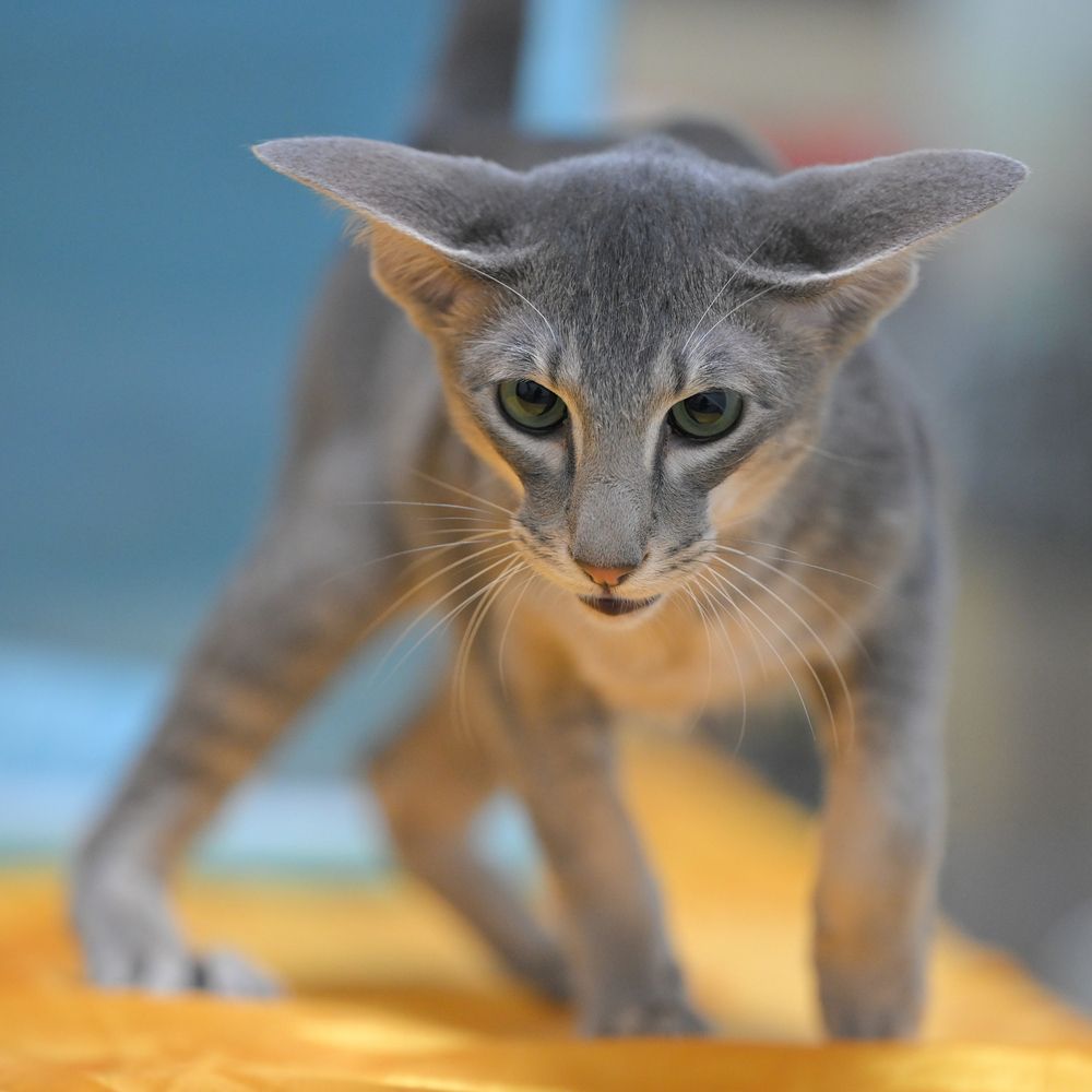 Фотография автора Владимир Пронин