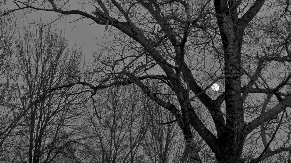 Луна, весна…