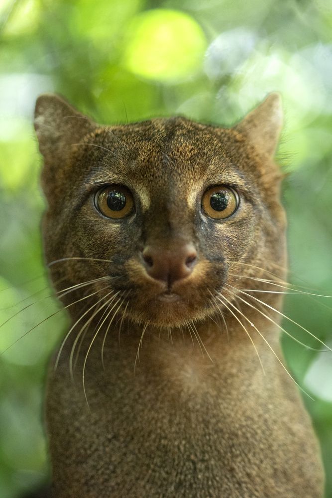 Herpailurus yagouaroundi