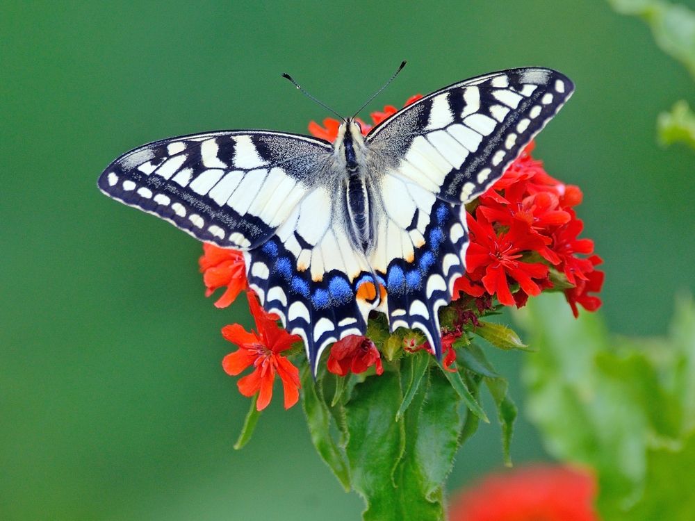 Цветы и бабочки
