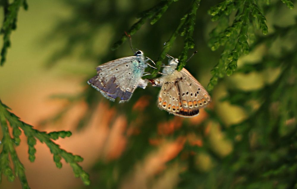 Photograph by Алтынбек Қартабай