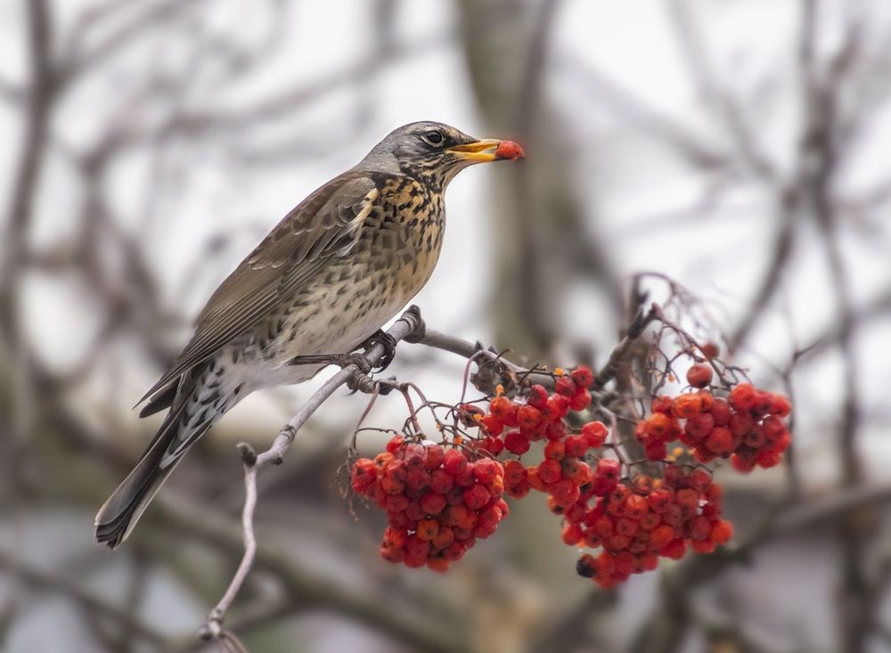 Photograph by Валентина Куренкова