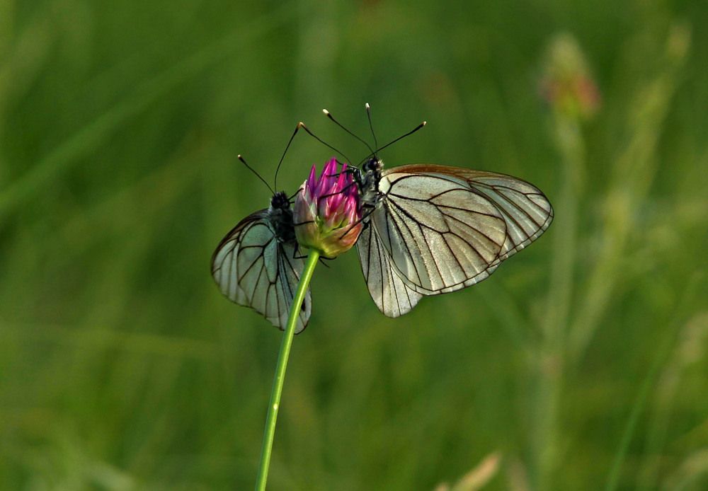 Photograph by Алтынбек Қартабай